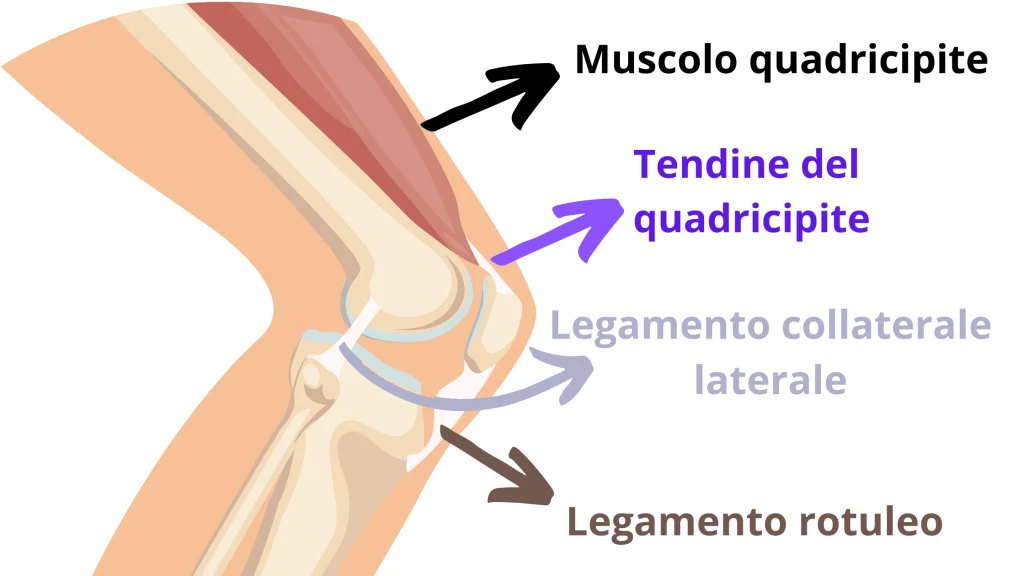 Esempio di compartimento anatomico in cui sono presenti muscoli con nervi, vasi, tendini e legamenti