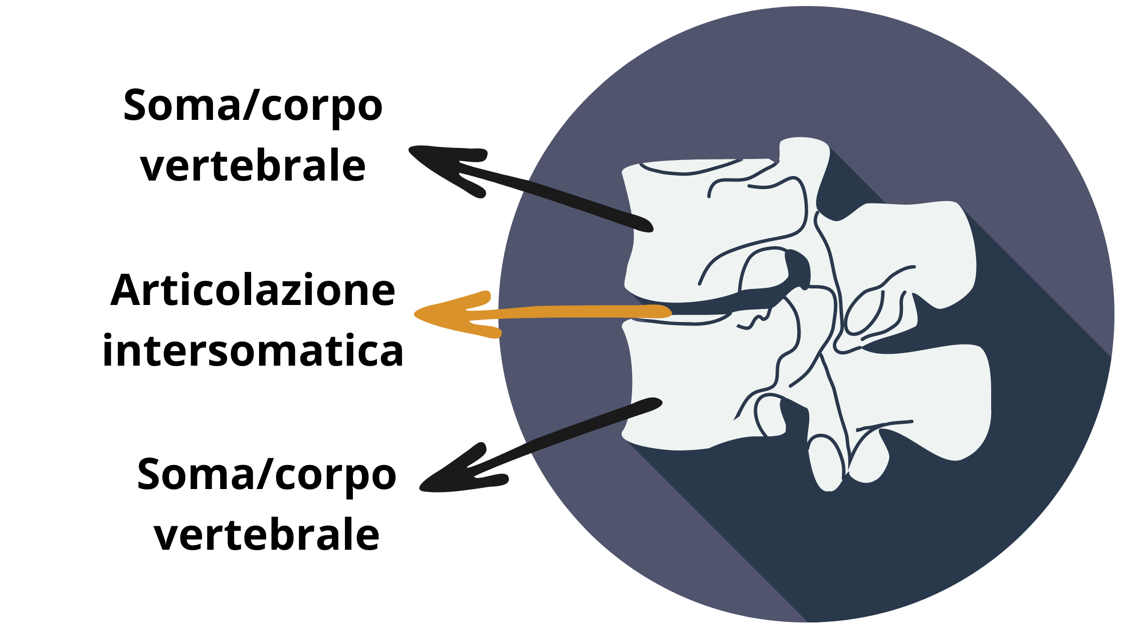 corpi-vertebrali-lombari-e-della-loro-articolazione-intersomatica