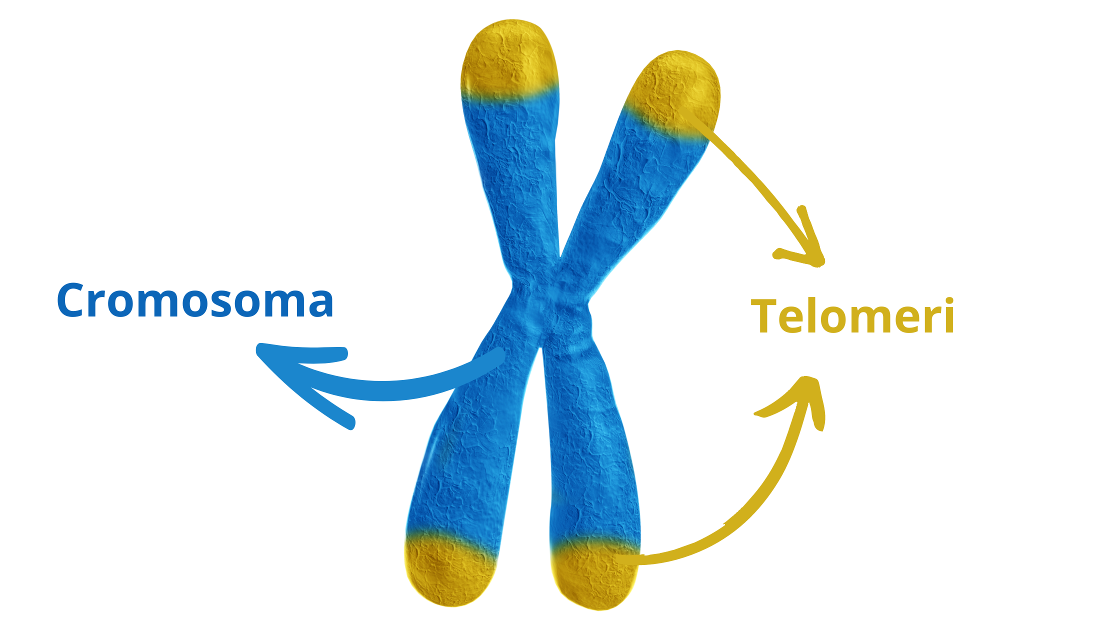il cromosoma con i suoi telomeri