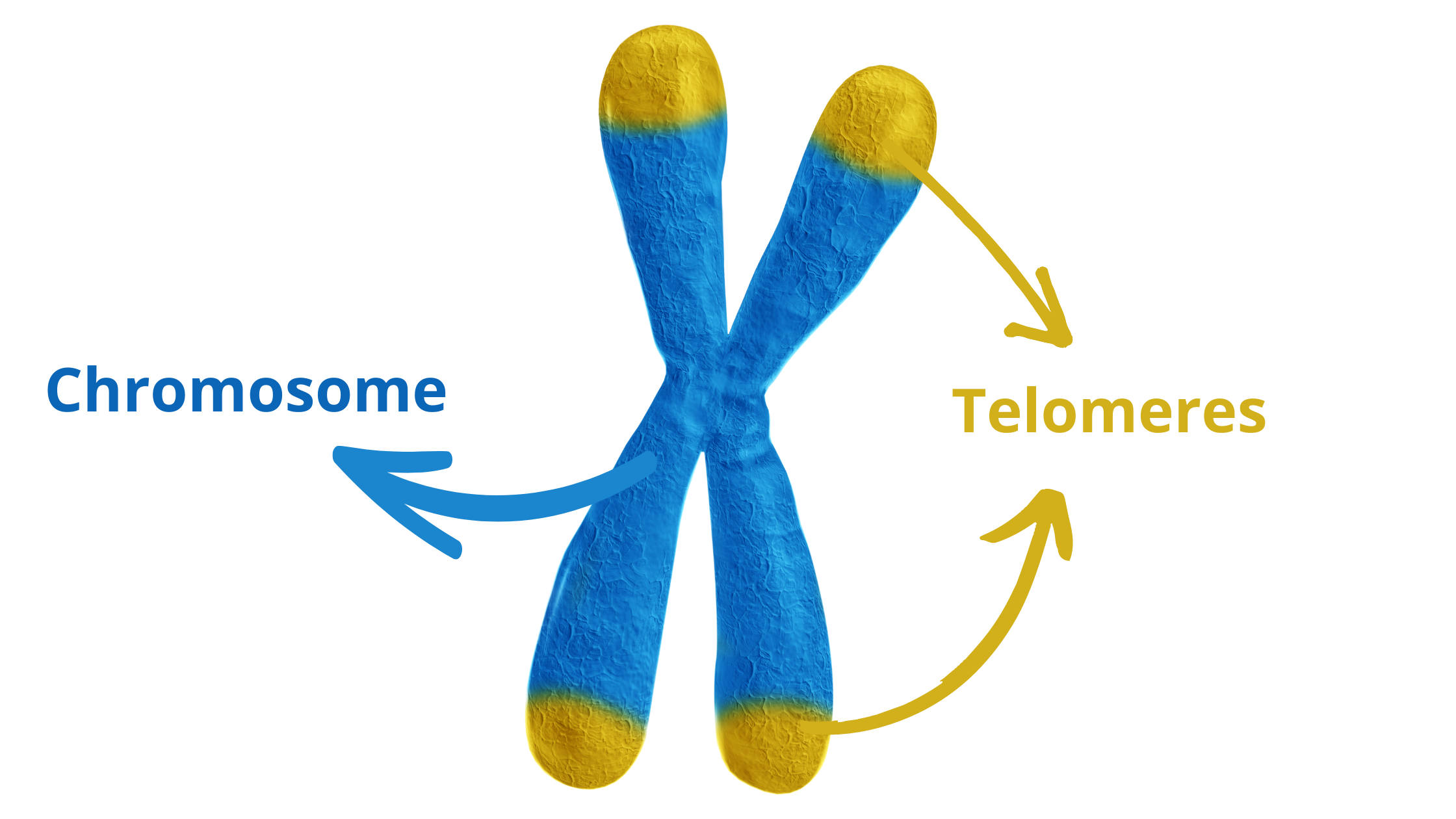 the chromosome with its telomeres