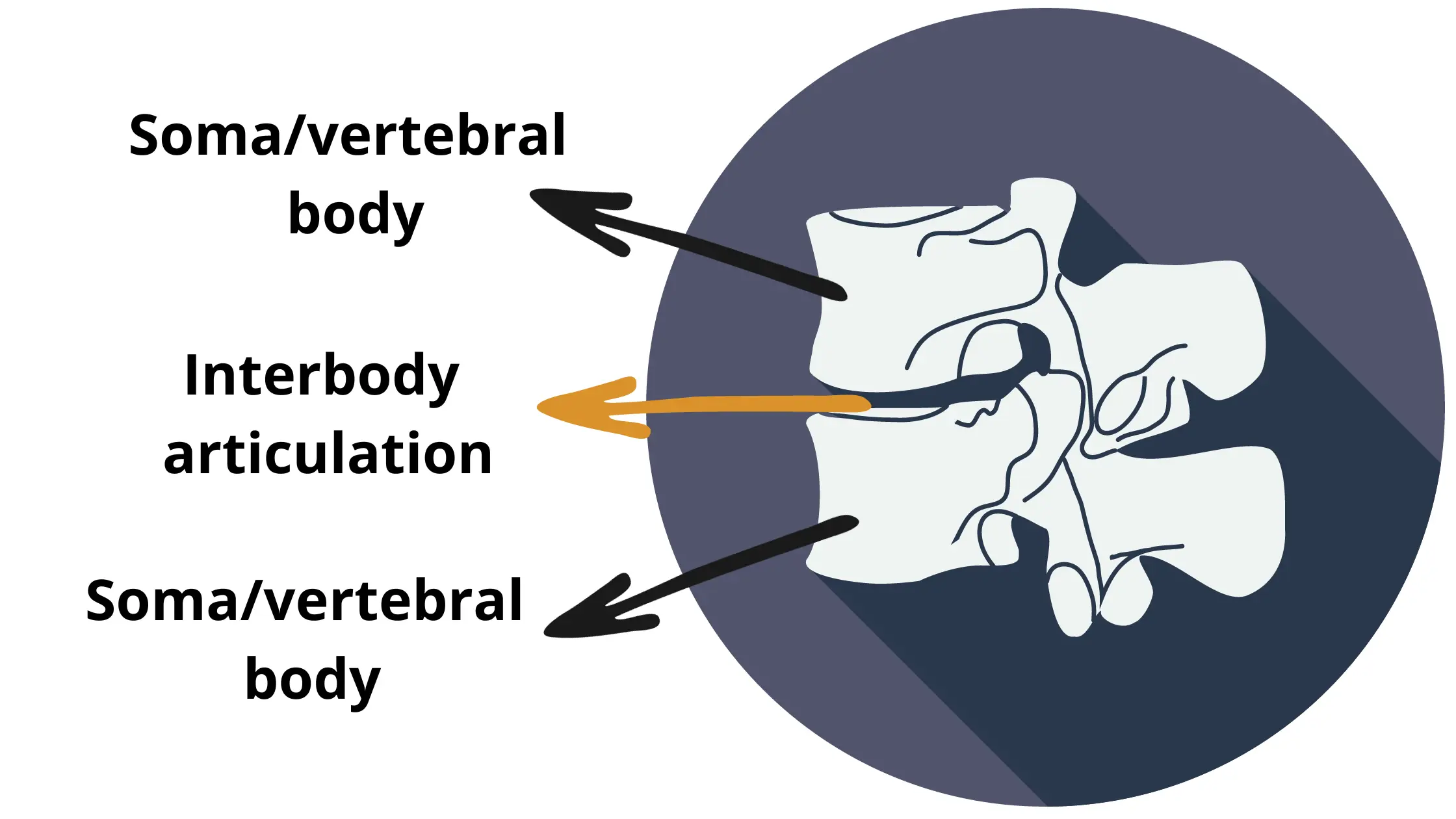 lumbar-vertebral-bodies-and-their-interbody-articulation