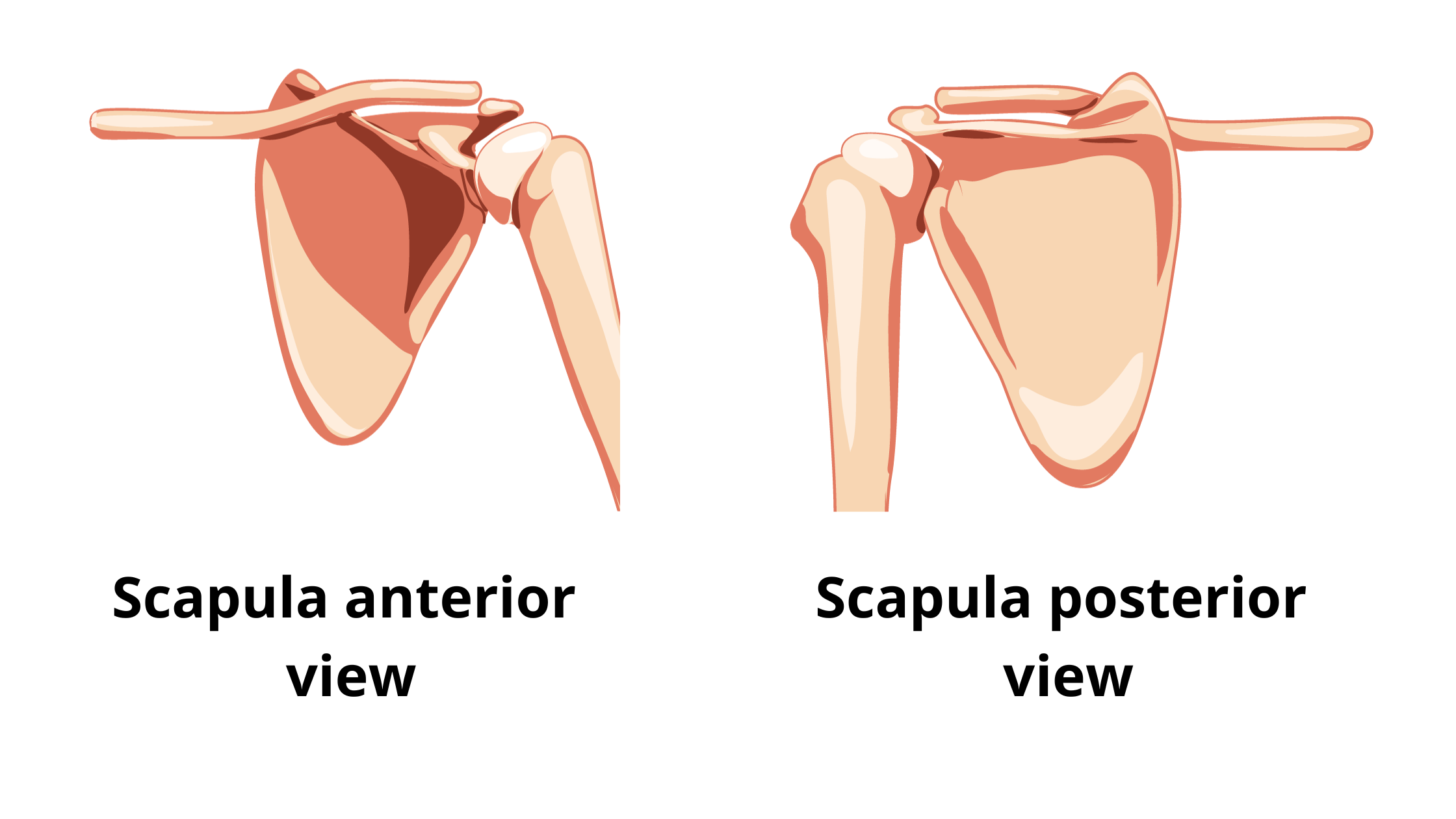 Scapula bone anterior and postetior view