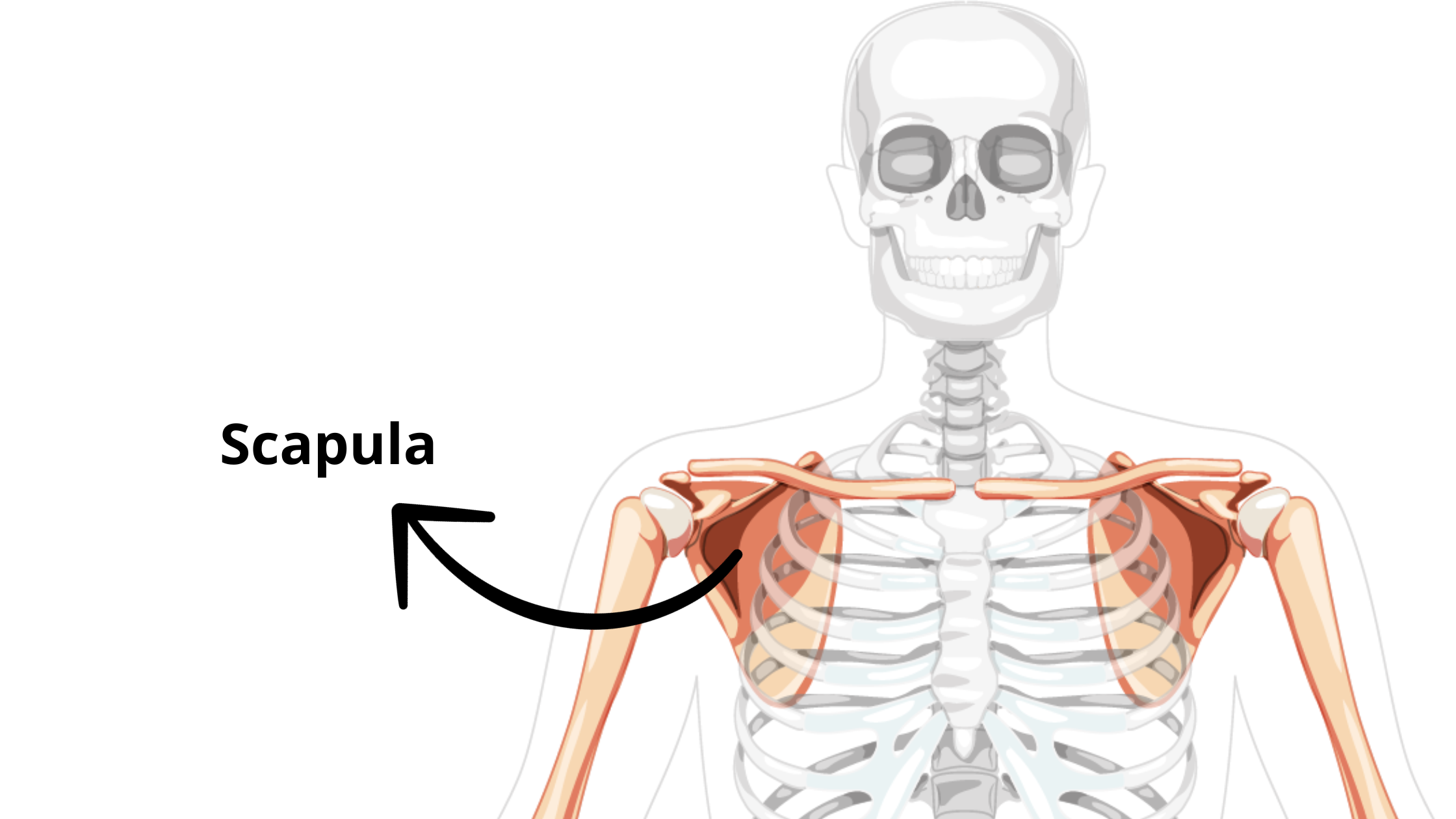 Scapula bone graphic