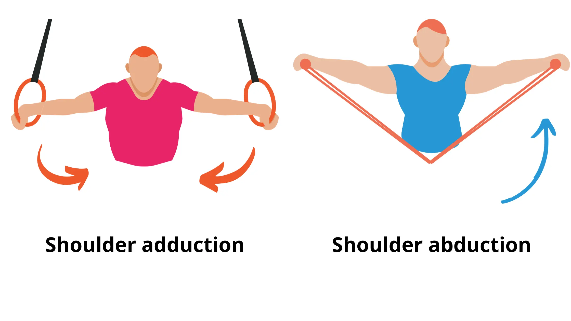 Some of the scapula allowed movements such as adduction and abduction of the arm