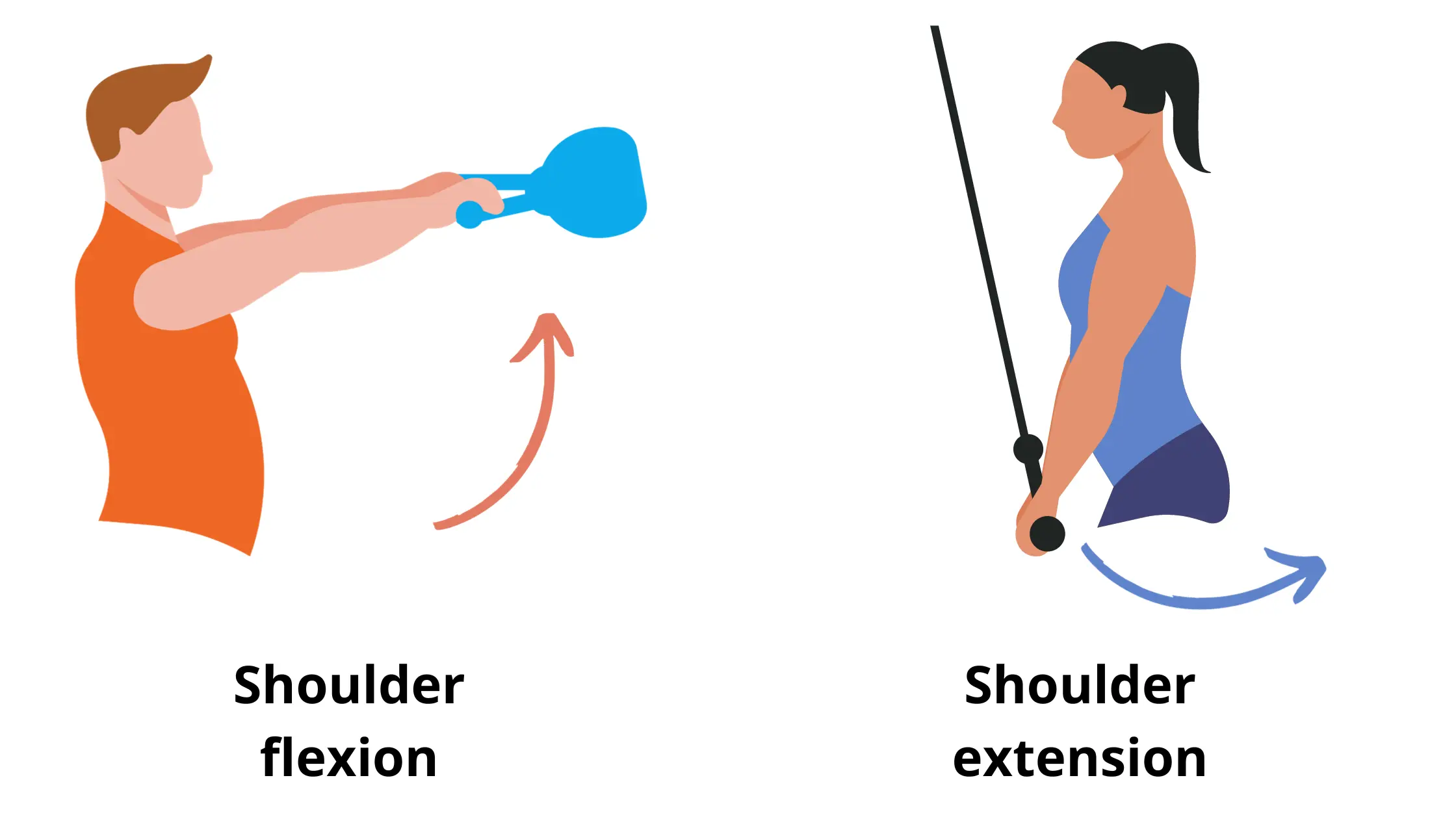 Some of the scapula allowed movements such as flexion and extension of the arm