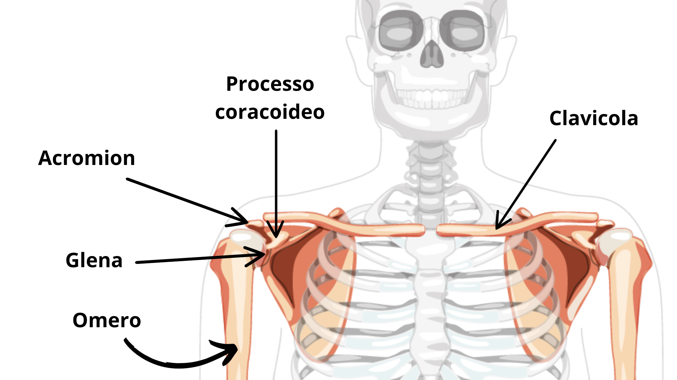 grafica raffigurante l'anatomia della spalla con acromion, processo coracoideo, glena, omero e clavicola