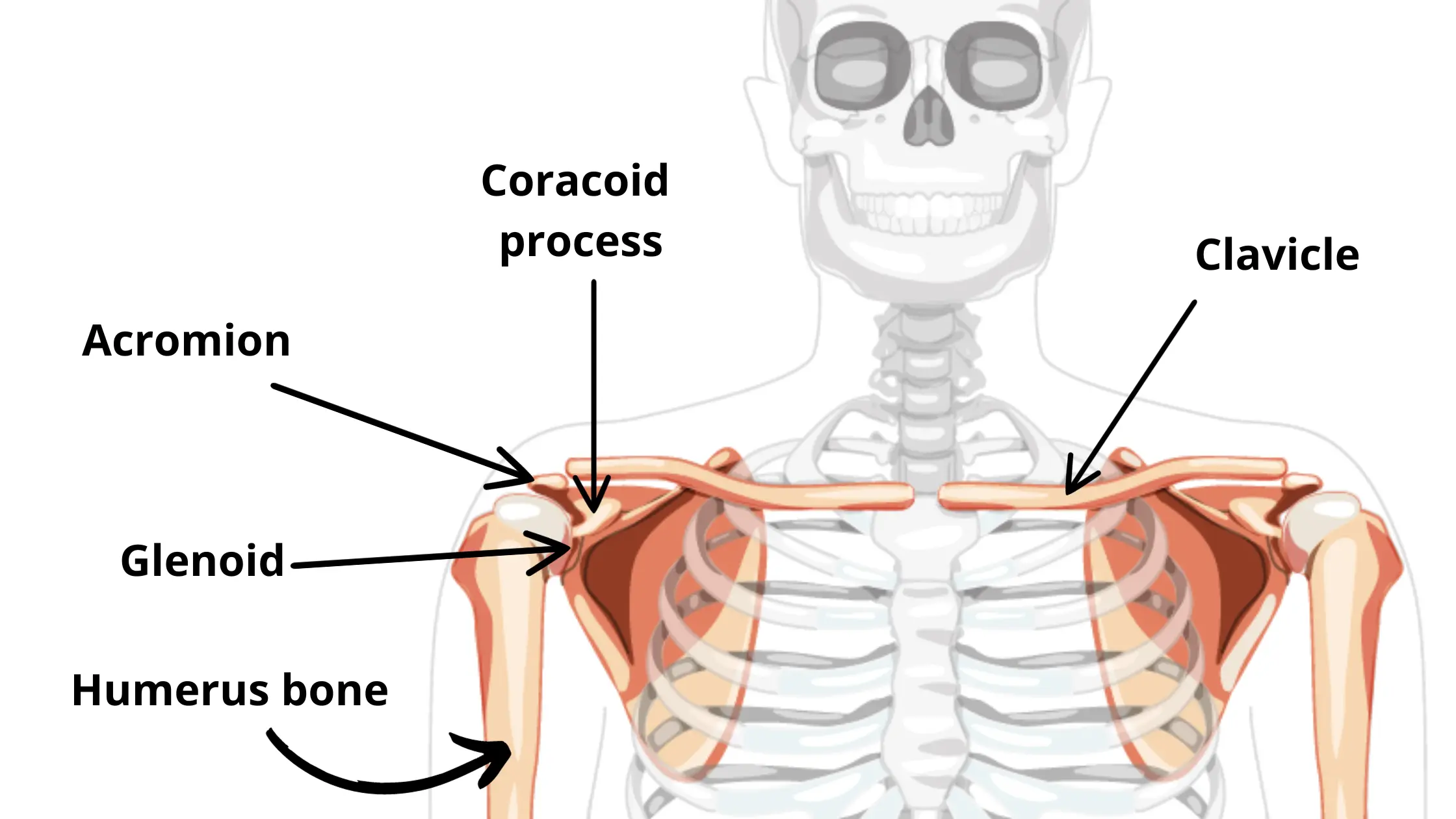 graphic image of shoulder anatomy with acromion, coracoid process, glenoid, humerus and clavicle
