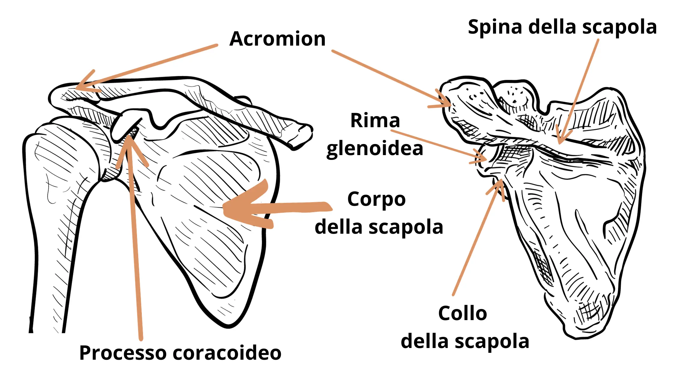sedi dove si presentano maggiormente le fratture di scapola tra le quali acromion, rima glenoidea, spina della scapola, corpo, processo coracoideo e collo della scapola